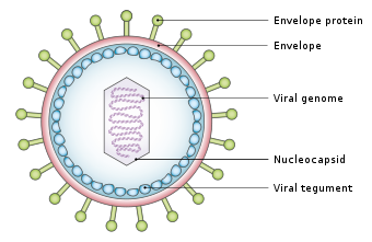 Epstein-Barre Virus diagram.